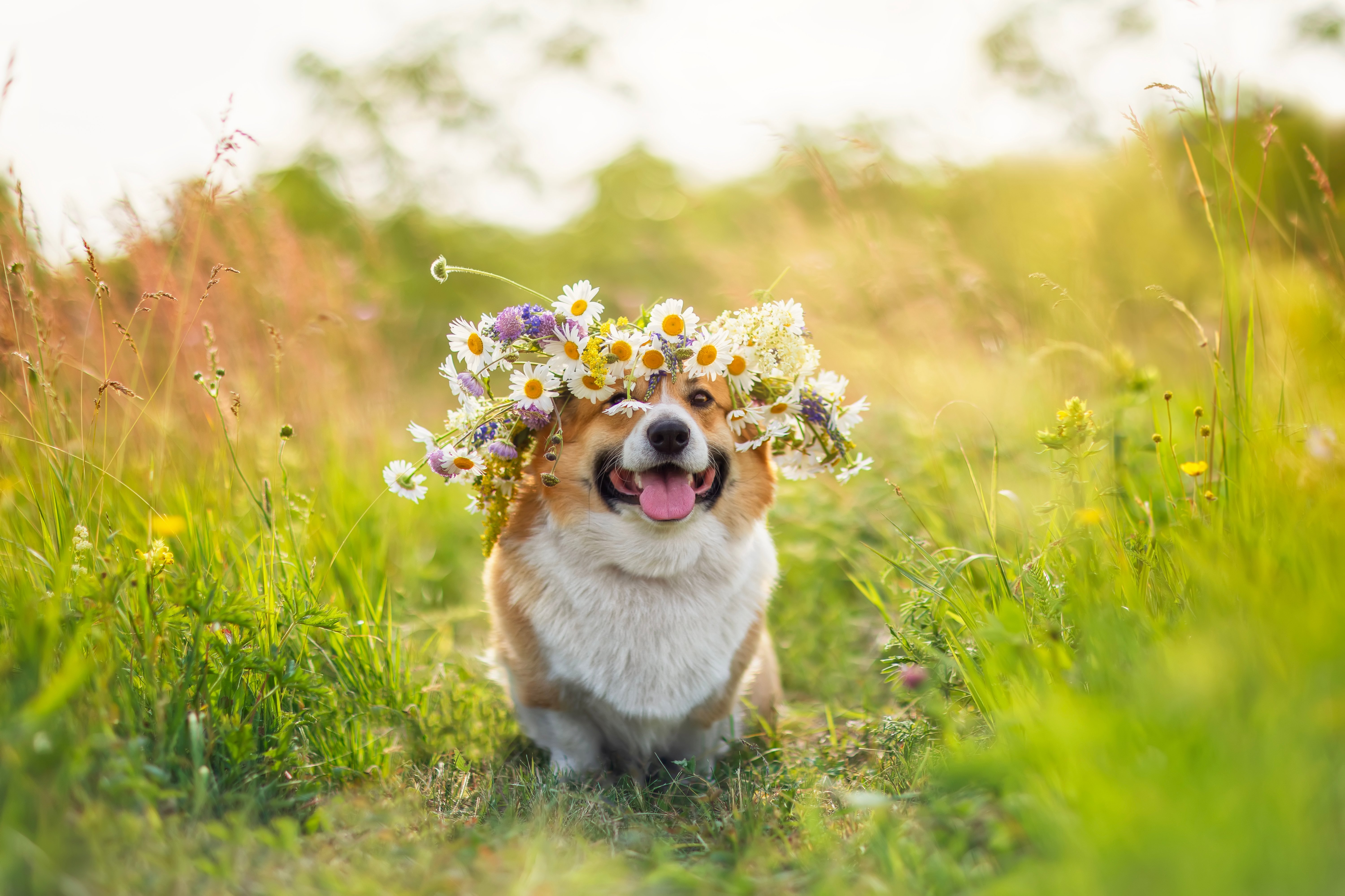 Dog with flower spruce