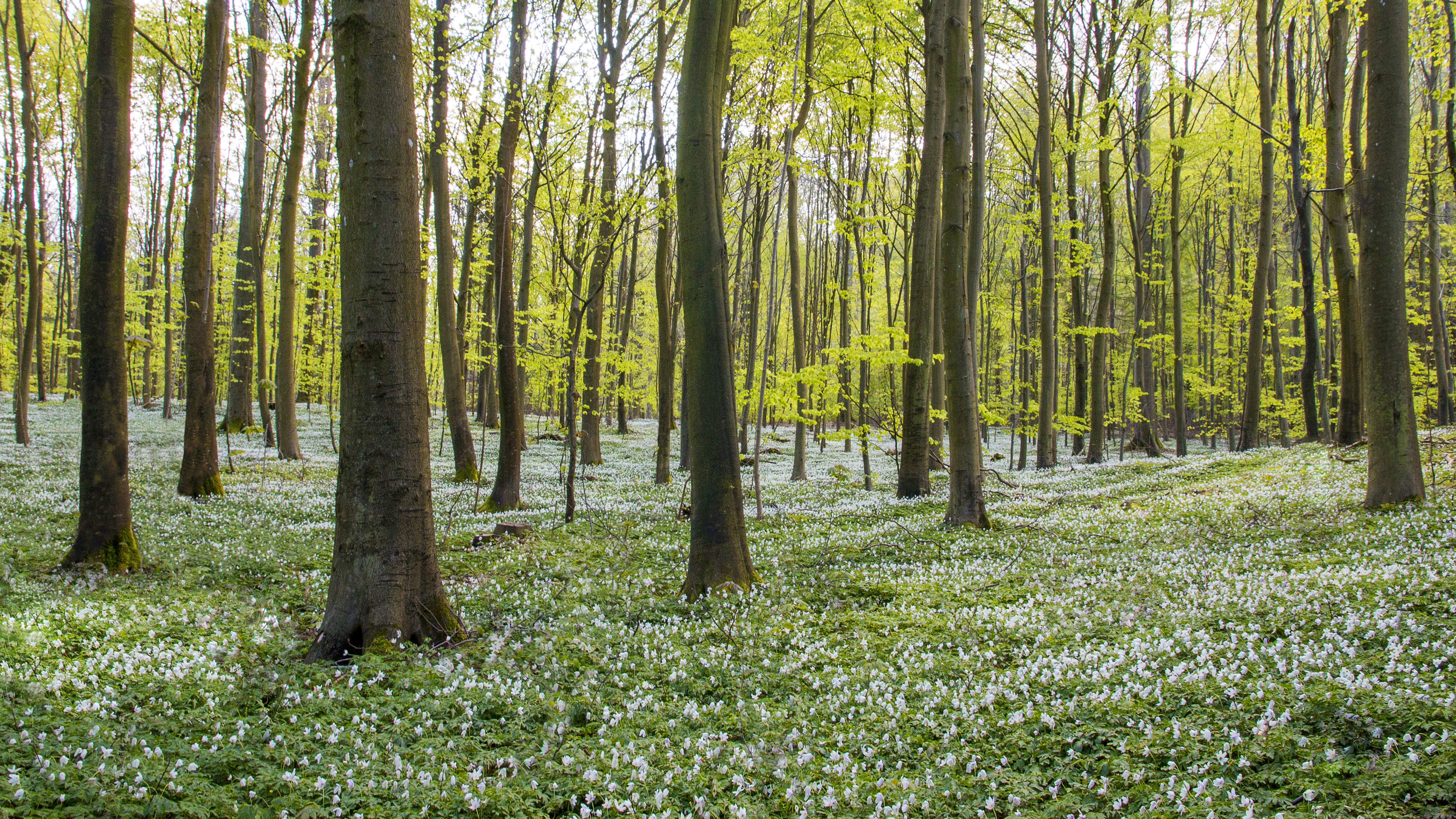 Bilde fra inne i en skog med hvite blomster i skogbunnen