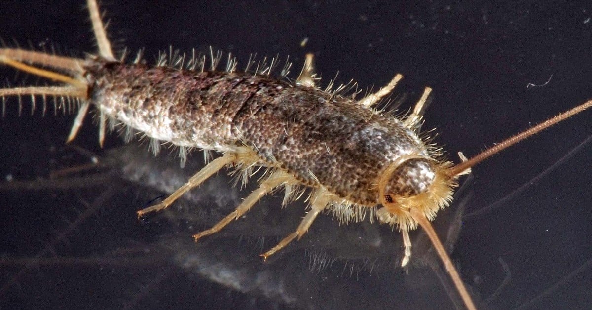 Photo of a long-tailed silverfish