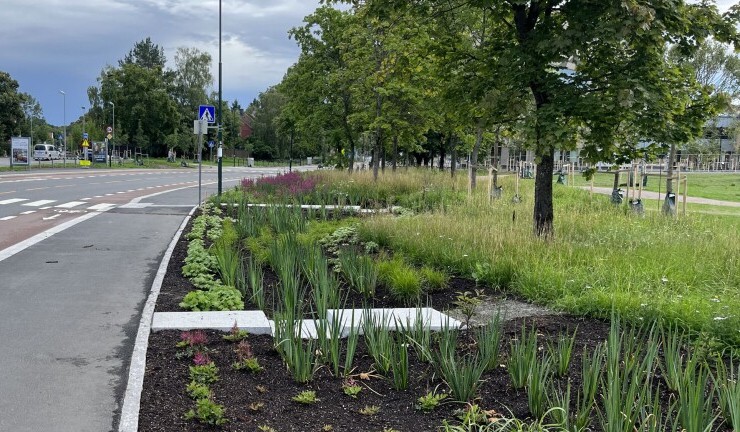 Bilde av frodig veikant i i bymiljø