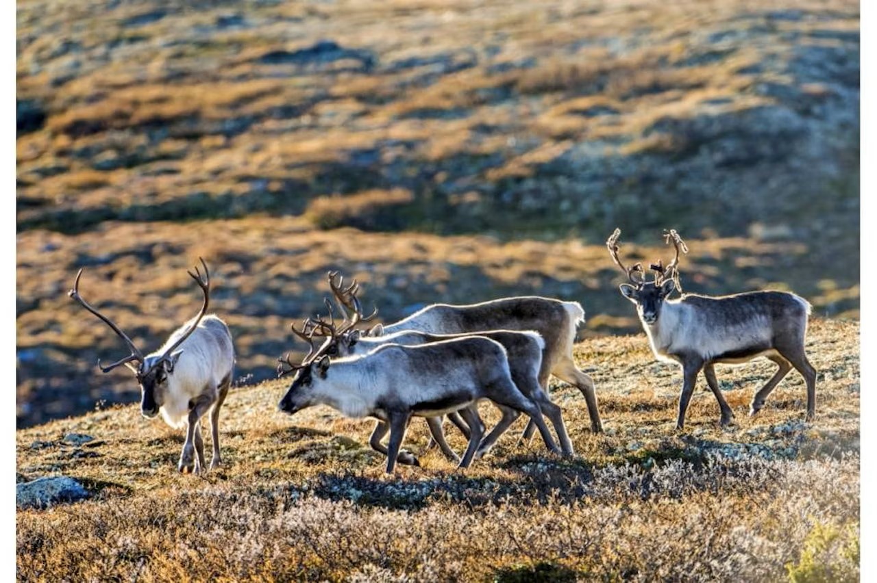 Four reindeer on the plateau